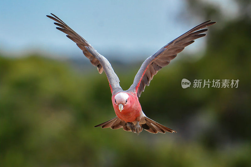 飞行杆(Eolophus roseicapilla)